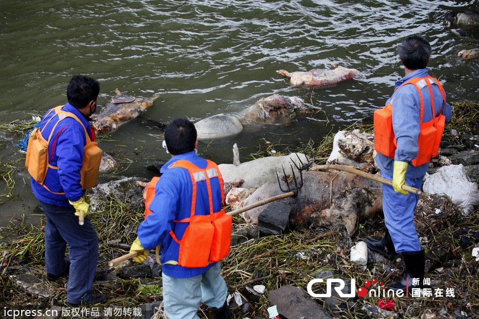 上海黄浦江上游水域现1200多头死猪污染饮用水源