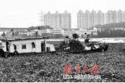 广州珠江涌入大量水浮莲  江水一夜变质(图)