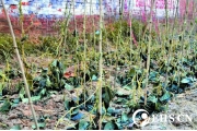 河南濮阳四氯化硅泄漏 上百禽畜毒死