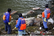 农业部：黄浦江死猪已处理  无大规模疫情