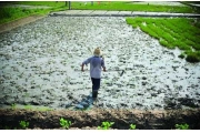 毒大米产地遍布化工厂 农民污水灌溉农田