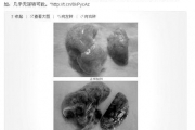 复旦项目负责人：雾霾使鲜肺6天变黑报道不实